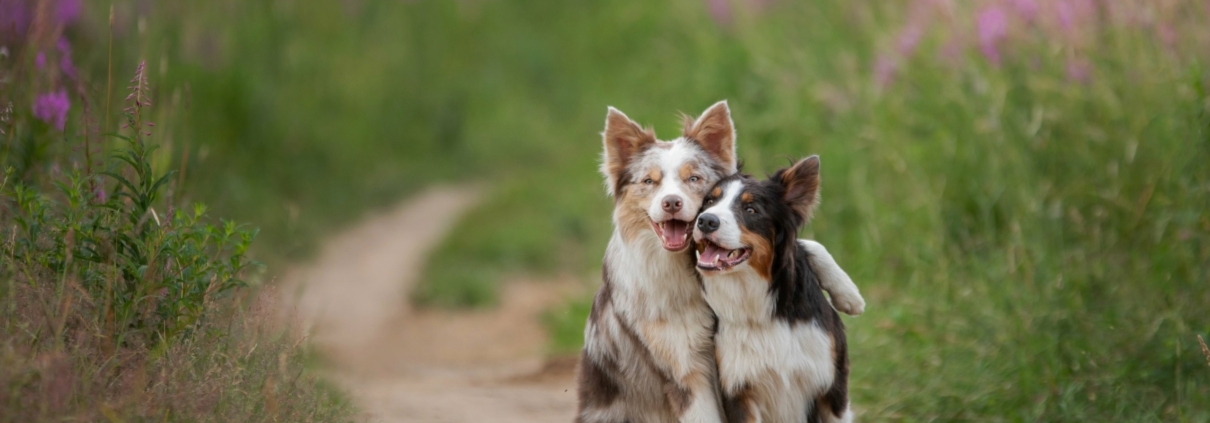 Dogs