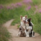 Dogs