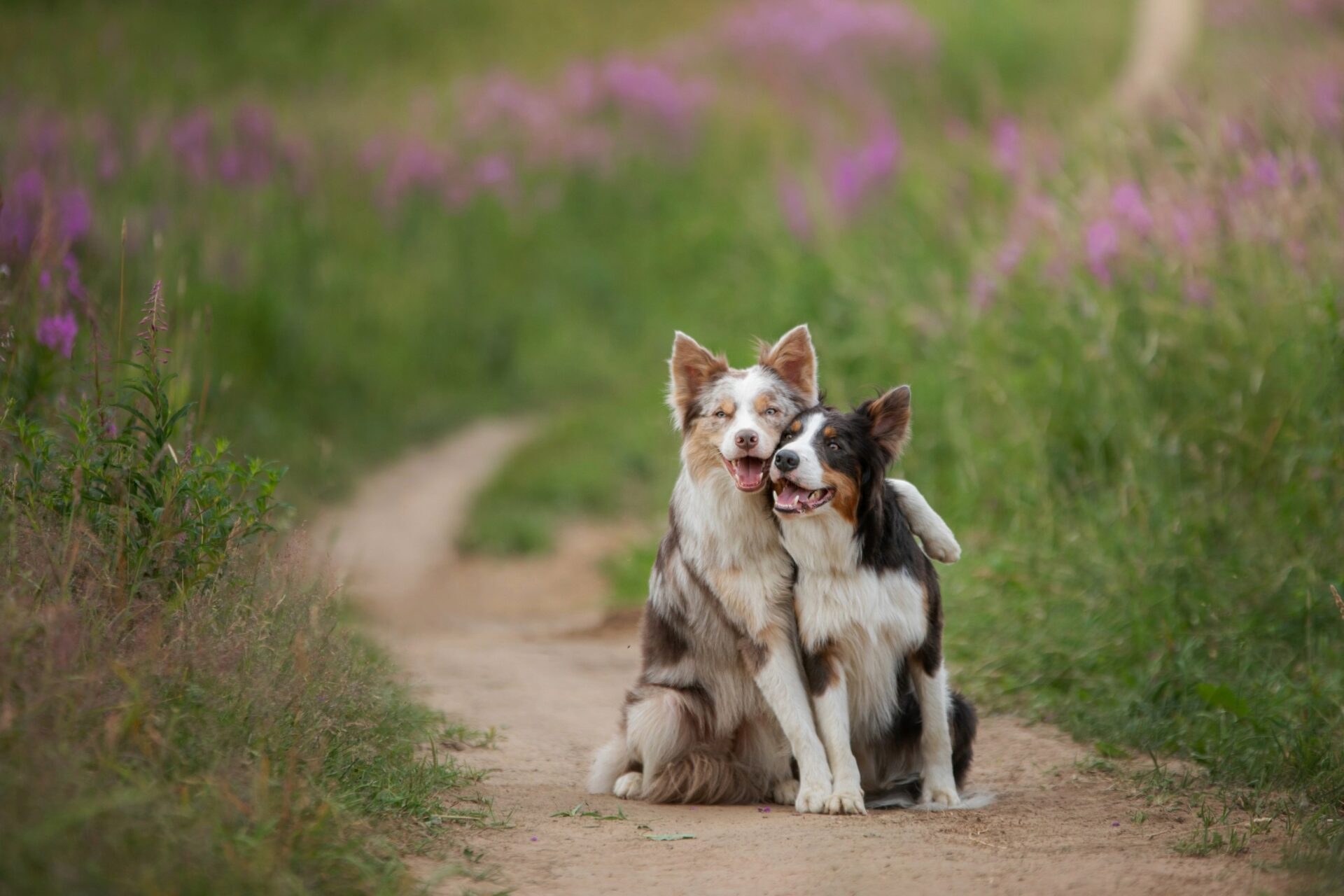 Dogs