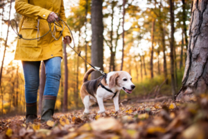 Woman walking a dog