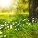 spring forest