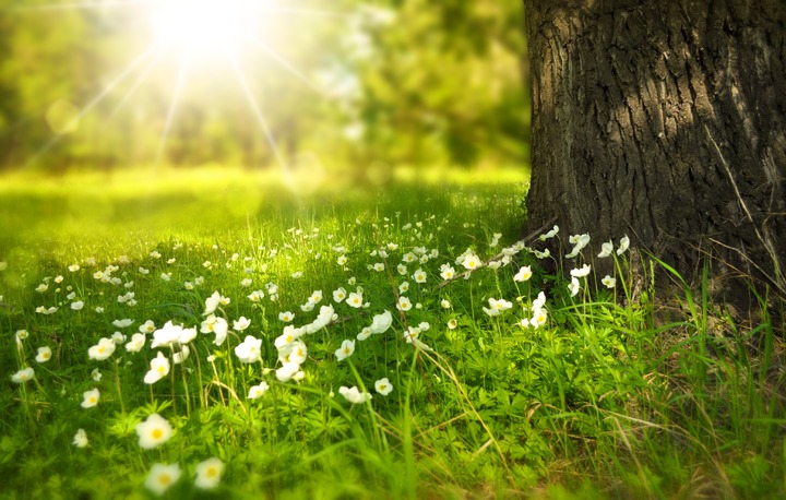 spring forest